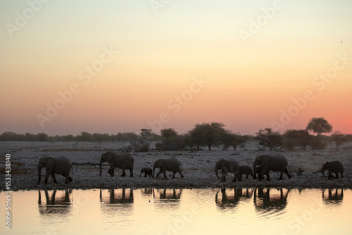 A herd of desert adapted elephants walk away from a dusty waterhole at sunset. Etosha National Park, Namibia. photo