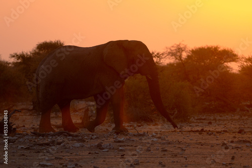 A lone bull elephant walks in the golden light of sunset in Etosha National Park. Namibia.