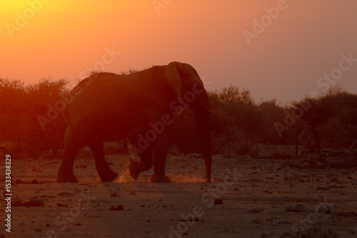 A lone bull elephant walks in the golden light of sunset in Etosha National Park. Namibia.