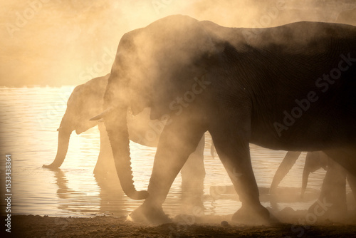 A herd of desert adapted elephants walk away from a dusty waterhole at sunset. Etosha National Park, Namibia. photo