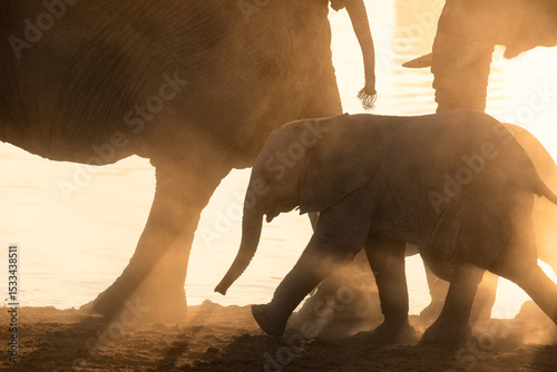 A herd of desert adapted elephants walk away from a dusty waterhole at sunset. Etosha National Park, Namibia.