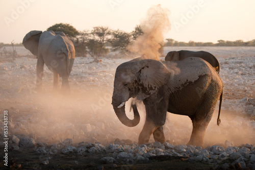 A bull desert elephant bathes in the last light in Etosha National Park, Namibia.