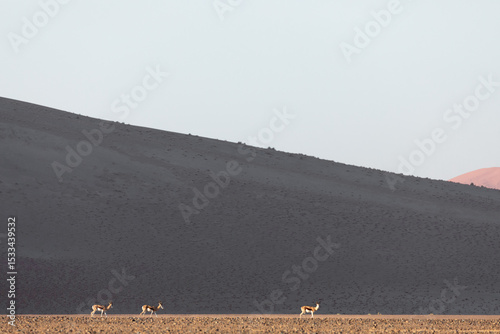 Springok walk across the dusty plains inside Sossusvlei, Namibia.