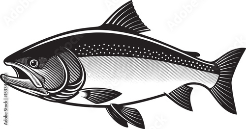 Isolated marine animal, a salmon fish on white, perfect for aquatic food or nature illustrations