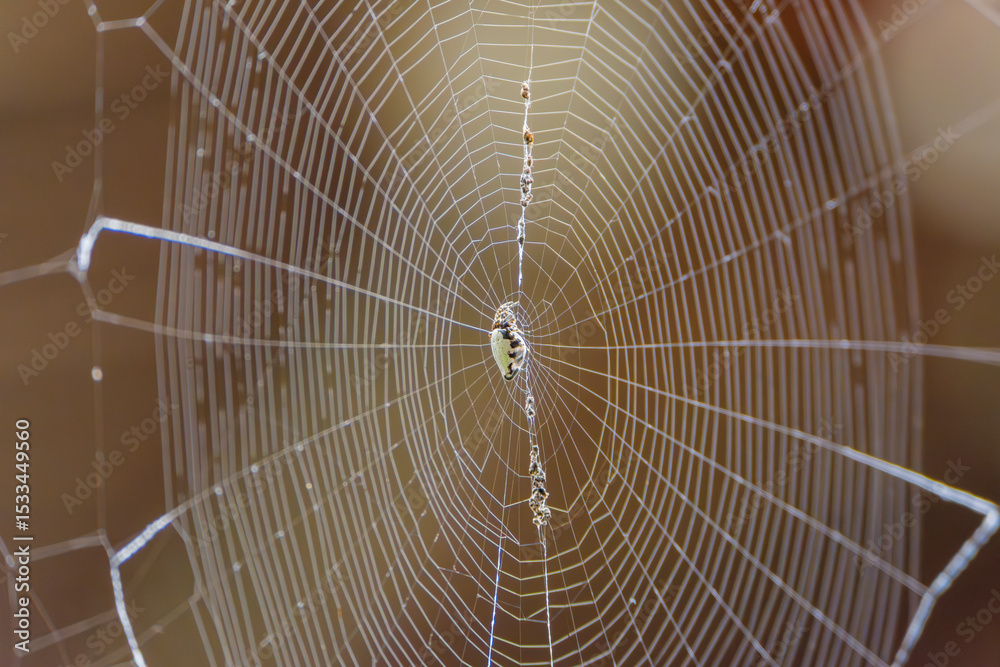 Obraz premium 蜘蛛の巣の中心にとまるクモ