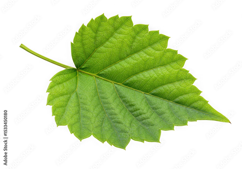 Fototapeta premium Single vibrant green leaf isolated on black