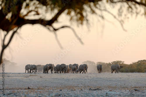 A desert elephant herd marches towards a waterhole in a barren and dusty in Etosha National Park, Namibia.