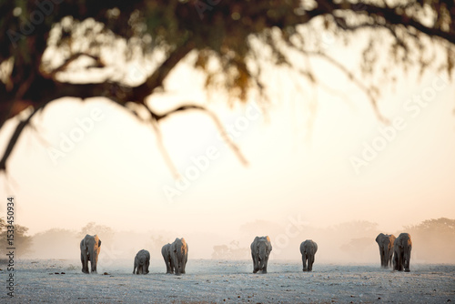 A desert elephant herd marches towards a waterhole in a barren and dusty in Etosha National Park, Namibia.