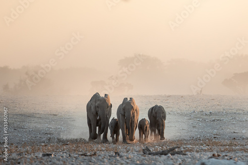 A desert elephant herd marches towards a waterhole in a barren and dusty in Etosha National Park, Namibia.