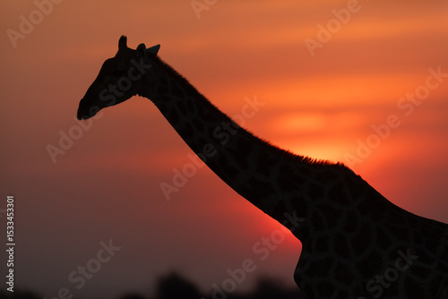 A giraffe is sillouetted against a setting sun, Etosha National Park, Namibia.