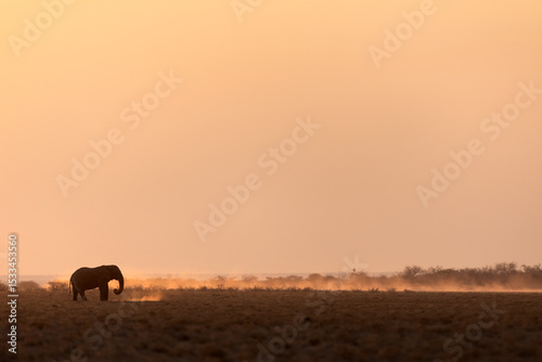 A lone bull desert elephant walks an open plain in front of a glowing setting sun, Etosha National Park.