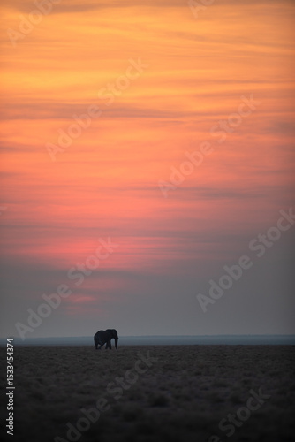 A lone bull desert elephant walks an open plain in front of a glowing setting sun, Etosha National Park.