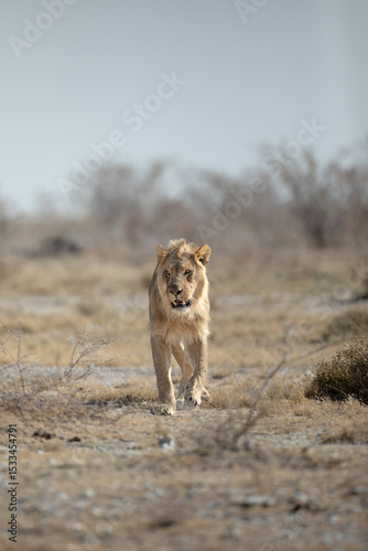 A young male lion patrols its territory in the dusty and arid, Etosha National Park.
