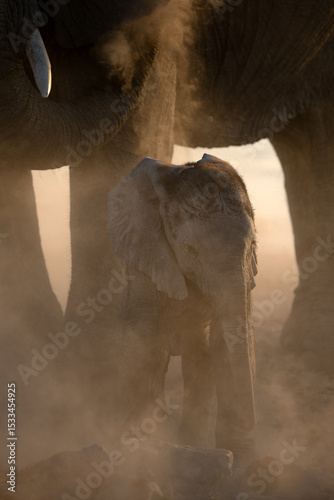 A young desert Elephant calf plays under the safety of it guarding mother.