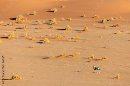 An Oryx walking across a dusty plain in Sossusvlei, Namibia.
