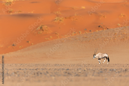 An Oryx walking across a dusty plain in Sossusvlei, Namibia.