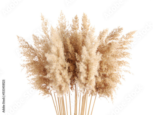 Dried pampas grass stalks on white background perfect for botanical decor, fall season projects, naturethemed designs, and minimalist aesthetics. photo
