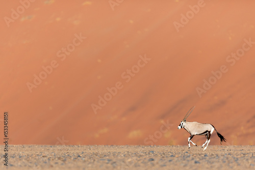 A Gemsbok or Oryx, Running across a dusty plain, Sossusvlei, Namibia.