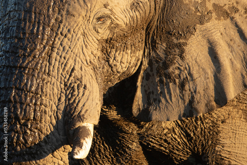 A close up of a wrinkled bull desert Elephants face.