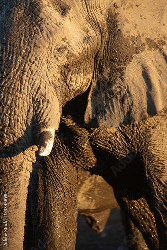 A close up of a wrinkled bull desert Elephants face.