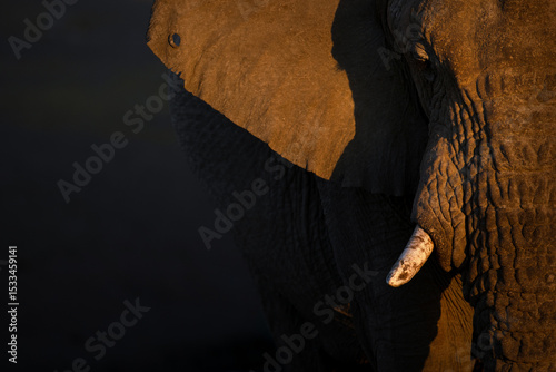 A close up of a wrinkled bull desert Elephants face.