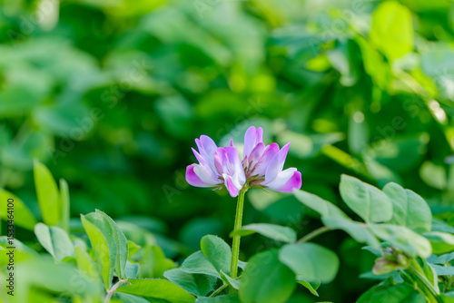レンゲソウの鮮やかなピンクの花