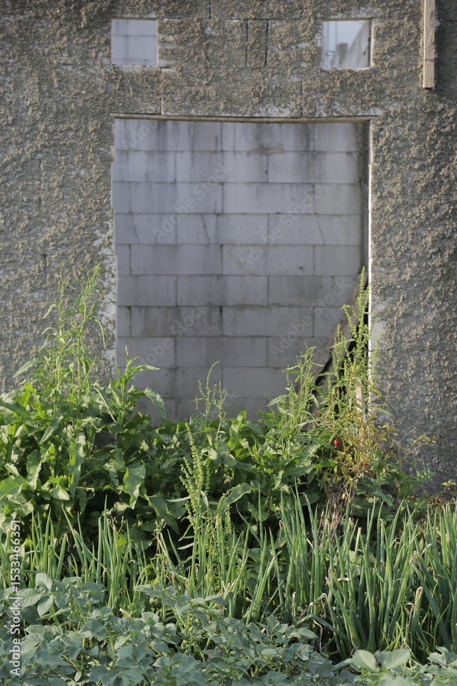 Fototapeta premium Concrete wall with wild green plants growing at the base, creating a contrast between architecture and nature. 