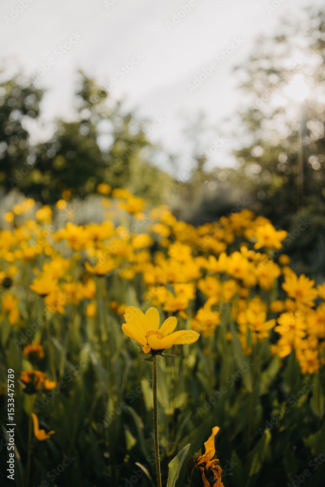 Fototapeta premium yellow flowers in the field