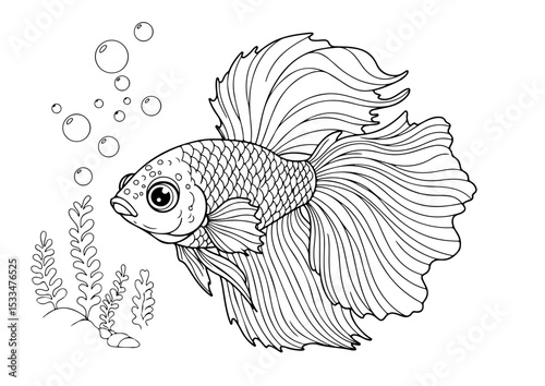 cute betta fish cartoon outline line art vector illustration for coloring page for chidren's kids, transparent background
