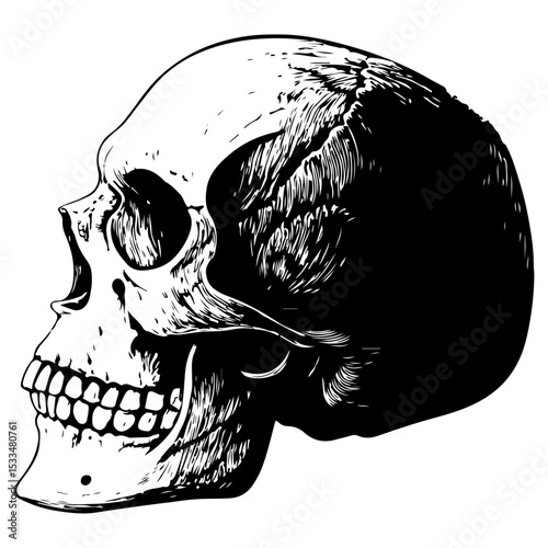 A hand-drawn vector illustration of a wild animal skull sketch with a crossbones design, perfect for a tattoo or nature-inspired art