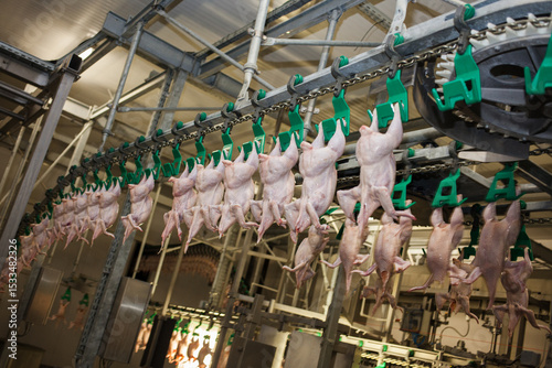 Conveyor with broiler chickens on the production line for chicken meat production. Food industry