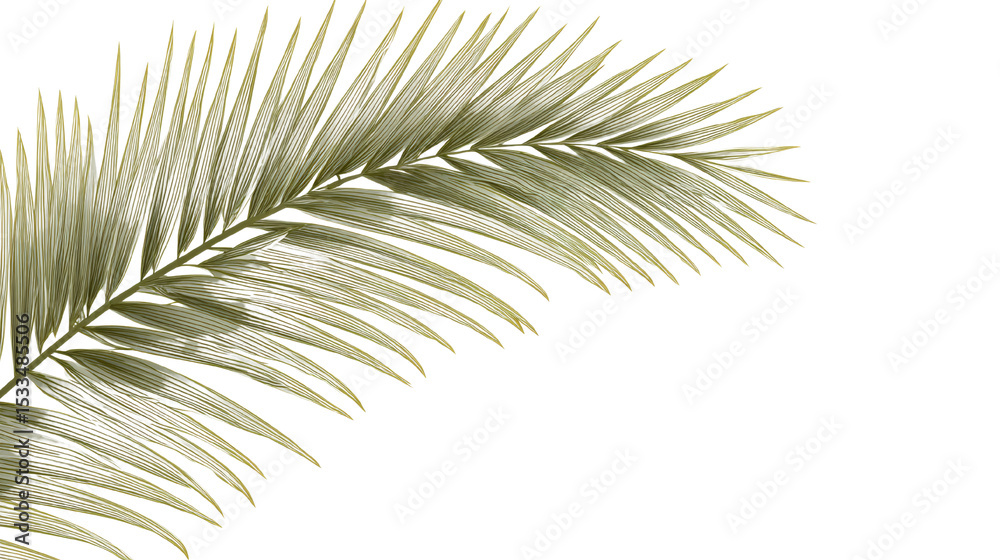Fototapeta premium Elegant Palm Leaf Illustration on White Backdrop for Tropical Designs