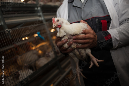 A man holds a broiler chicken. Broiler chickens in a cage, raised in a chicken meat production facility. Food industry