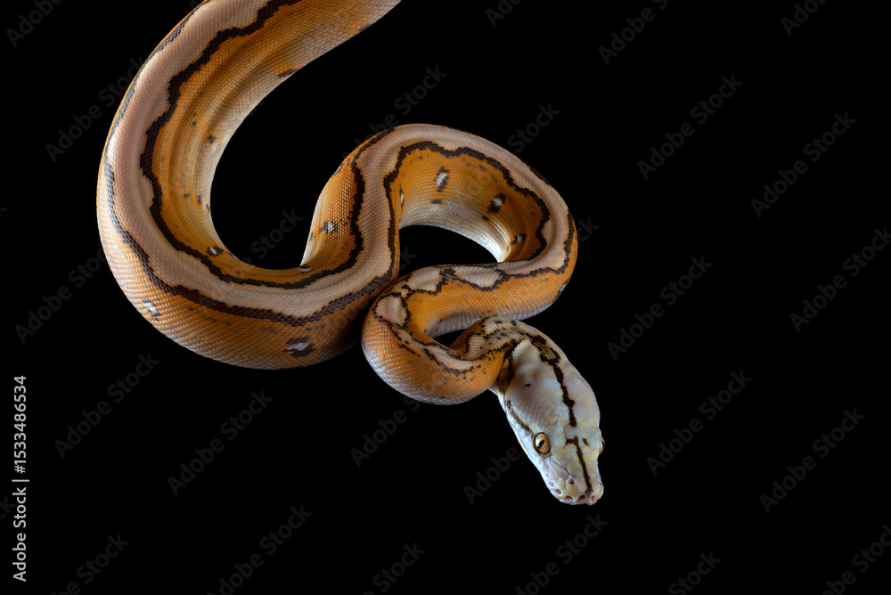 Obraz premium Tiger head albino python on a black background