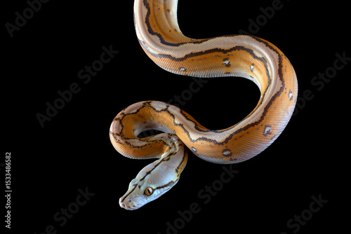 Tiger head albino python on a black background	