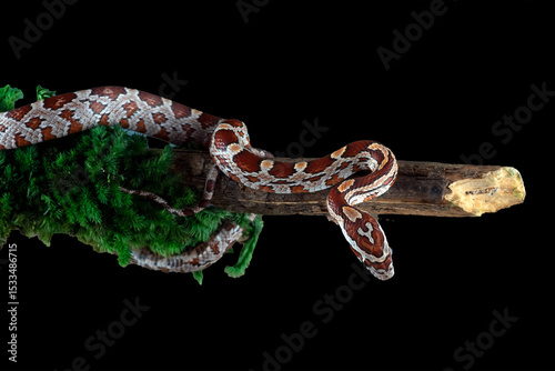 Corn snake coiled on a tree branch with black background