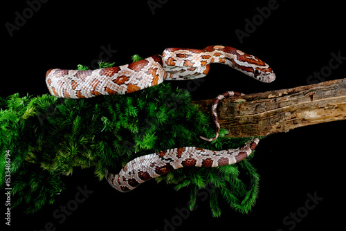 Corn snake coiled on a tree branch with black background