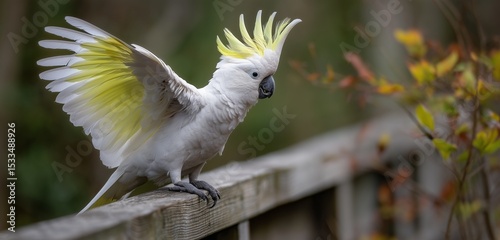 Sulfur crested cockatoo perched on a wooden fence with wings partially spread in an outdoor setting