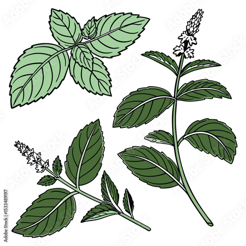 Collection set of Spearmint, In different perspectives