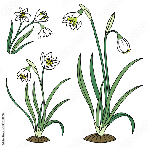 Collection set of Welsh onion, In different perspectives