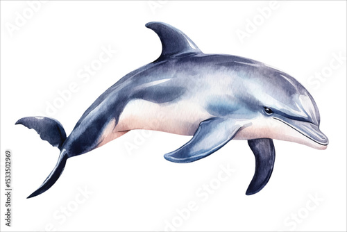 watercolor dolphin vector illustration, underwater ocean animal art isolated on white background