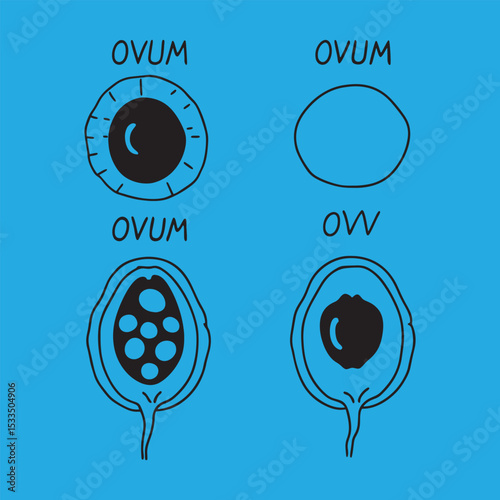 Human egg cell vector design and illustration .