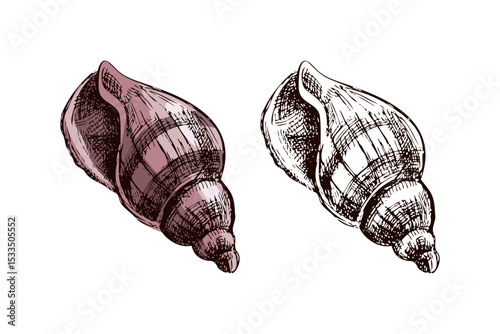 Hand drawn vintage sketch of sea snail shell in pastel pink color, color and monochrome set, isolated vector illustration