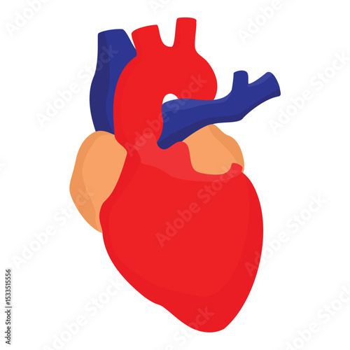 Real human heart isolated on white background