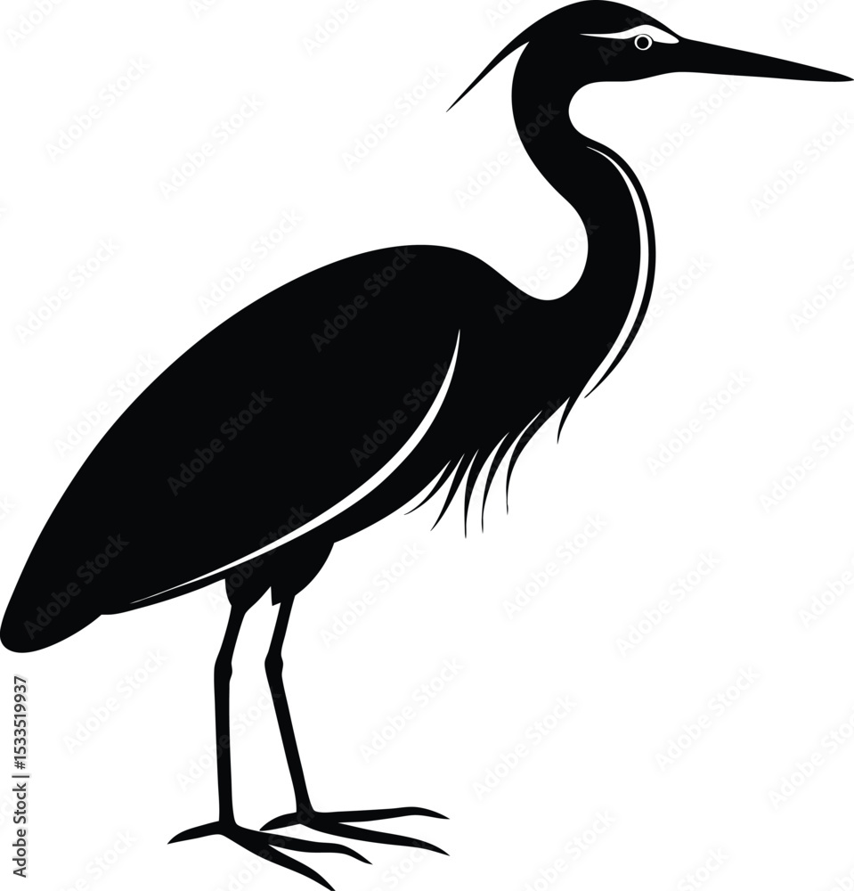 Obraz premium great blue heron ardea cinerea
