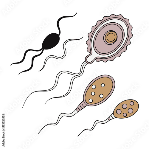 Sperm vector icon and illustration artwork.