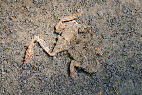 Flattened frog on a pathway with flies gathering around it, depicting a raw natural cycle of life and decay