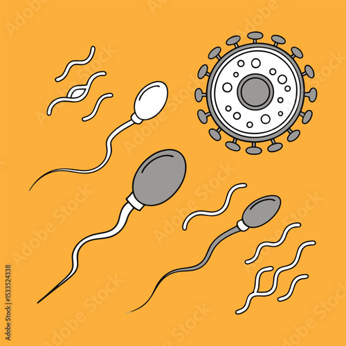 Sperm and Human egg cell vector illustration artwork.