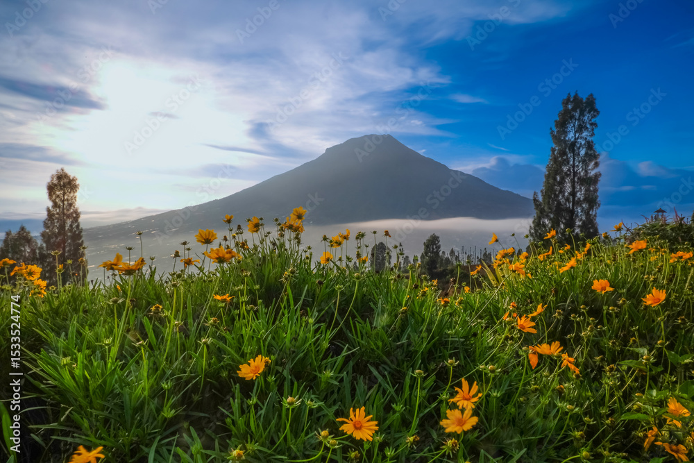 Fototapeta premium A scenic view of a mountain with a field of yellow flowers in the foreground under a clear blue sky.