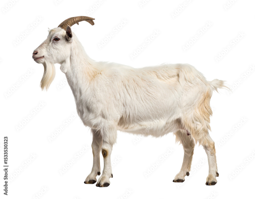 Obraz premium White goat with beard side view isolated on white background.